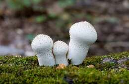 Imagem de Lycoperdon