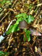 Imagem de Psilocybe neoxalapensis Guzmán, Ram.-Guill. & Halling 2009