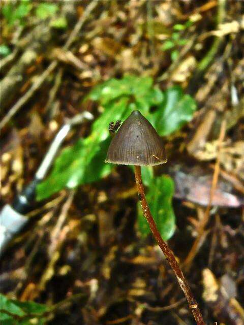 Imagem de Psilocybe neoxalapensis Guzmán, Ram.-Guill. & Halling 2009