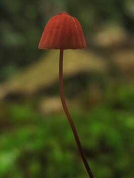 Image of Marasmius pulcherripes Peck 1872