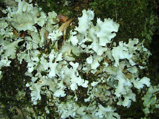 Image of Powder-edged ruffle lichen