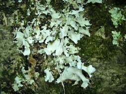Image of Powder-edged ruffle lichen