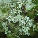 Image of Powder-edged ruffle lichen