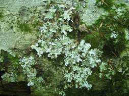 Image of Powder-edged ruffle lichen