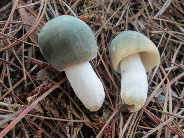 Image of Russula parvovirescens Buyck, D. Mitch. & Parrent 2006