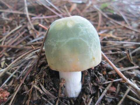 Image of Russula parvovirescens Buyck, D. Mitch. & Parrent 2006