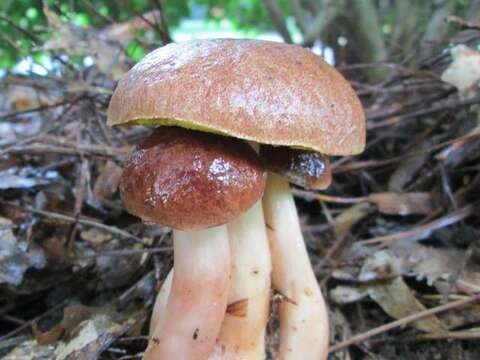 Image of Aureoboletus auriporus (Peck) Pouzar 1957