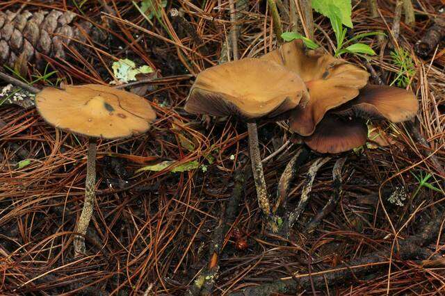 Image of Psilocybe zapotecorum R. Heim 1957