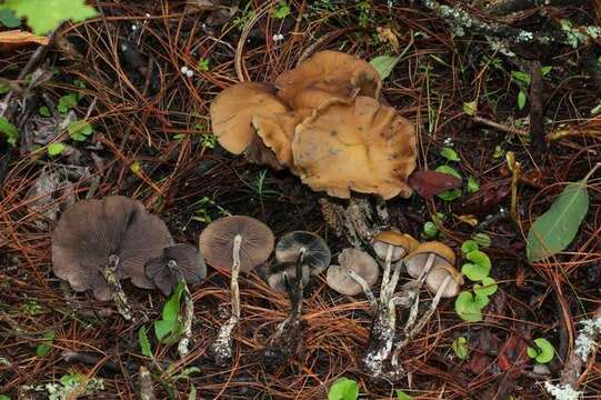 Image of Psilocybe zapotecorum R. Heim 1957