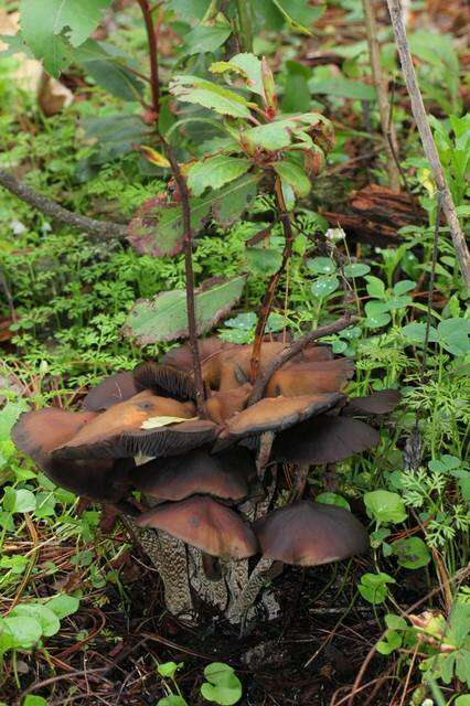 Image of Psilocybe zapotecorum R. Heim 1957