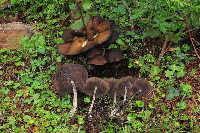 Image of Psilocybe zapotecorum R. Heim 1957