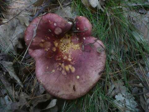 Image of Russula atropurpurea (Krombh.) Britzelm. 1893