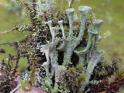 Image of Cladoniaceae