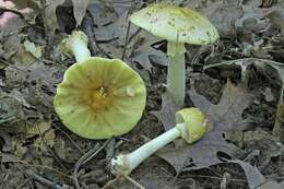 Image of <i>Amanita flavorubens</i>