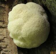 Image of tooth fungi