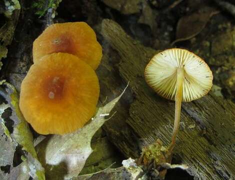 Image of <i>Marasmius sullivantii</i>