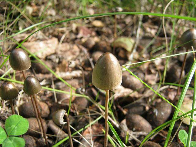 Panaeolus resmi