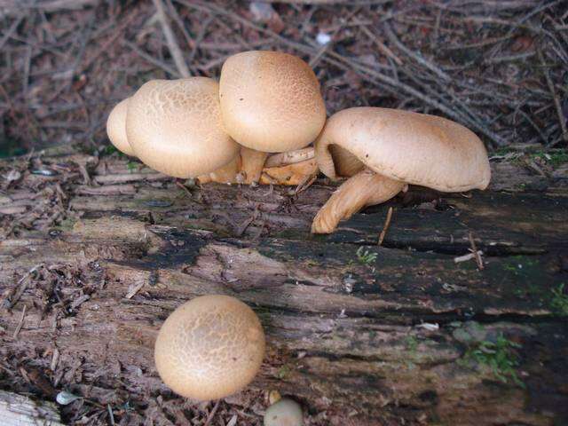 Imagem de Gymnopilus