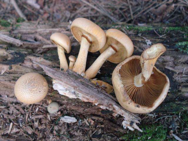 Imagem de Gymnopilus