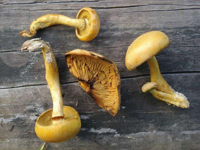 Image of Gymnopilus