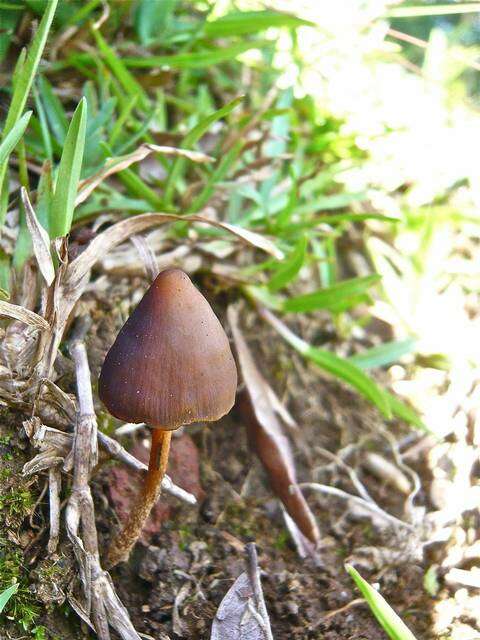 Plancia ëd Psilocybe subtropicalis Guzmán 1995