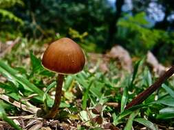 Plancia ëd Psilocybe subtropicalis Guzmán 1995