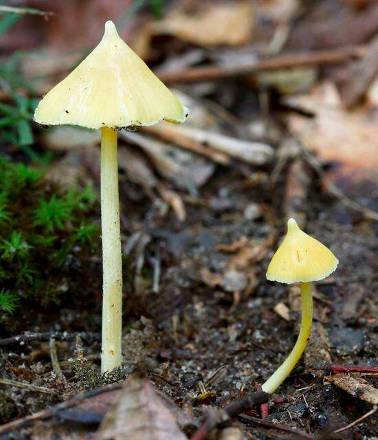 Слика од Entoloma murrayi (Berk. & M. A. Curtis) Sacc. 1899