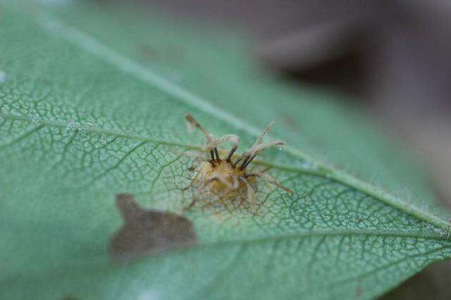 Image of Gymnosporangium