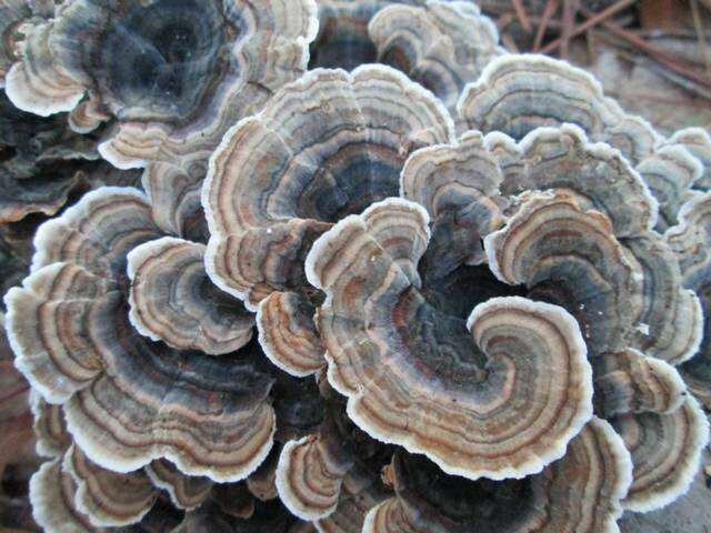 Image of Trametes