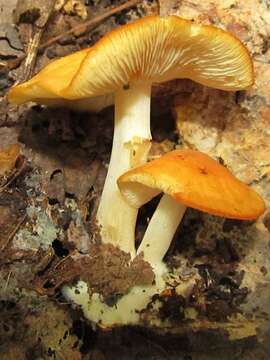 Image of Marasmius strictipes (Peck) Singer 1943