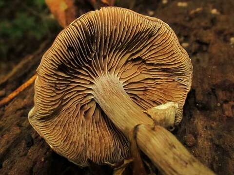 Image of Cyclocybe erebia (Fr.) Vizzini & Matheny 2014