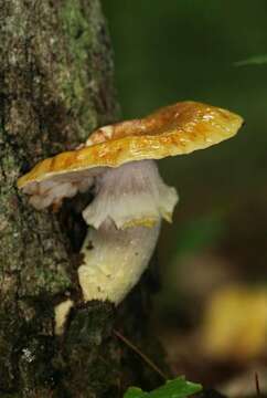 Image of Honey Fungus