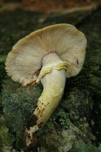 Image of Honey Fungus