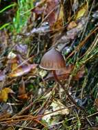 Imagem de Psilocybe neoxalapensis Guzmán, Ram.-Guill. & Halling 2009