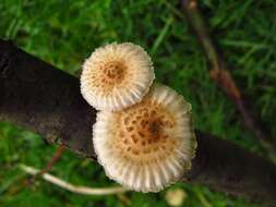 Image de Heliocybe