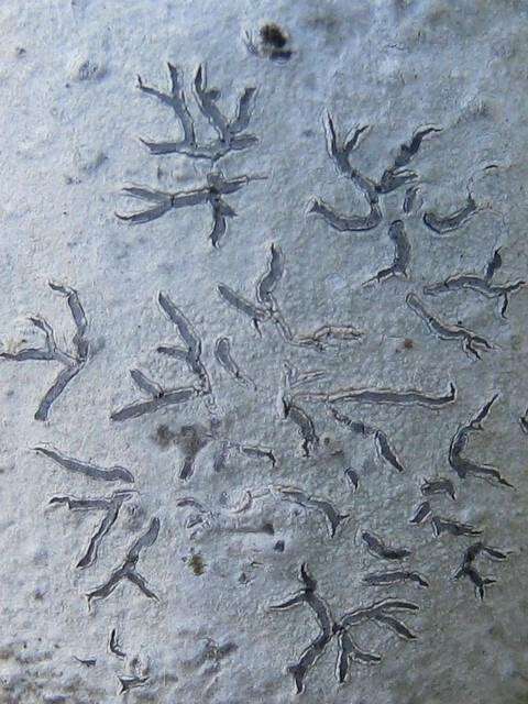 Image of script lichen