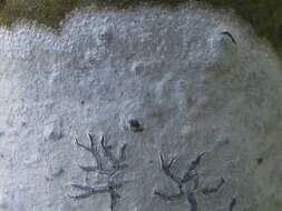 Image of script lichen