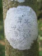 Image of script lichen