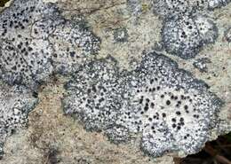 Image of map lichen