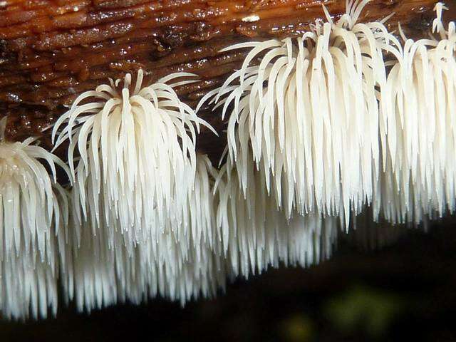 Image of Pterulaceae