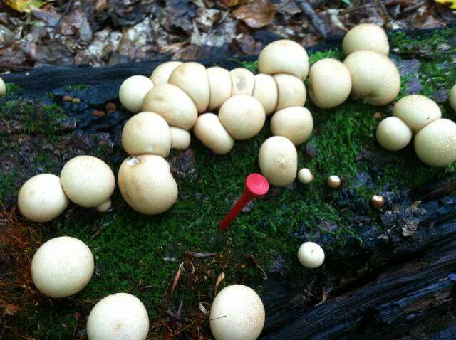 Image of Lycoperdon