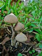 Image of Psilocybe zapotecorum R. Heim 1957