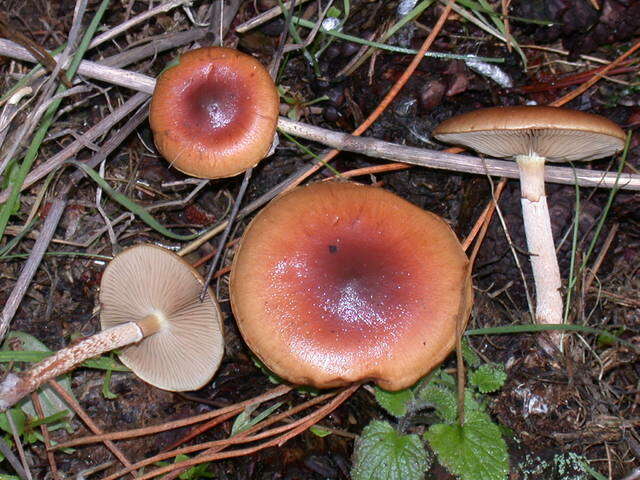 Image of Pholiota