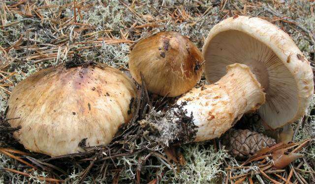 Image of Tricholoma focale (Fr.) Ricken 1914