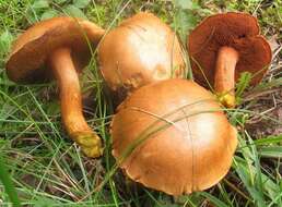 Image of Chalciporus