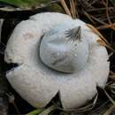 Image of Geastrum elegans Vittad. 1842