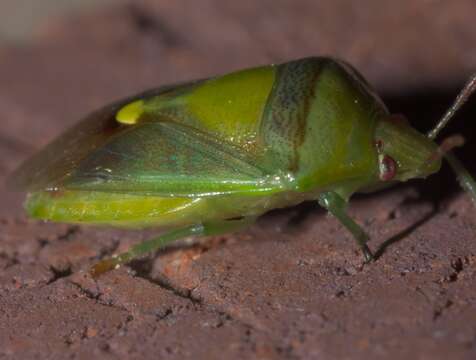 Image of Stink Bug