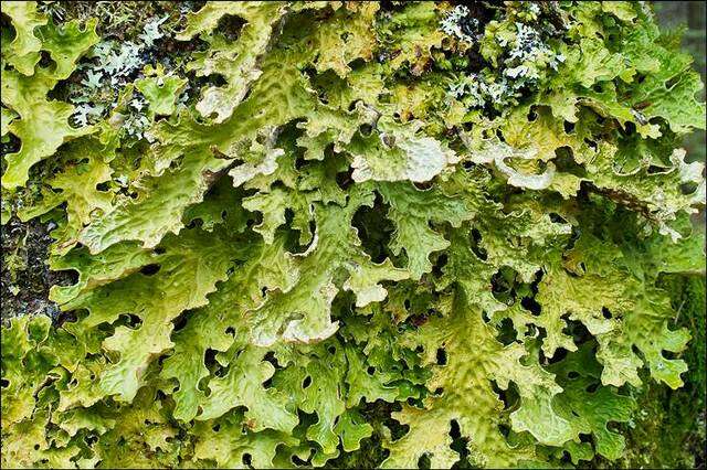 Image of lung lichen