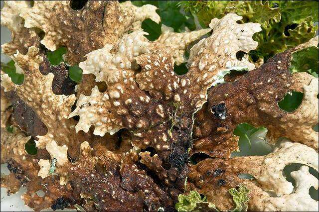 Image of lung lichen