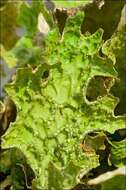 Image of lung lichen